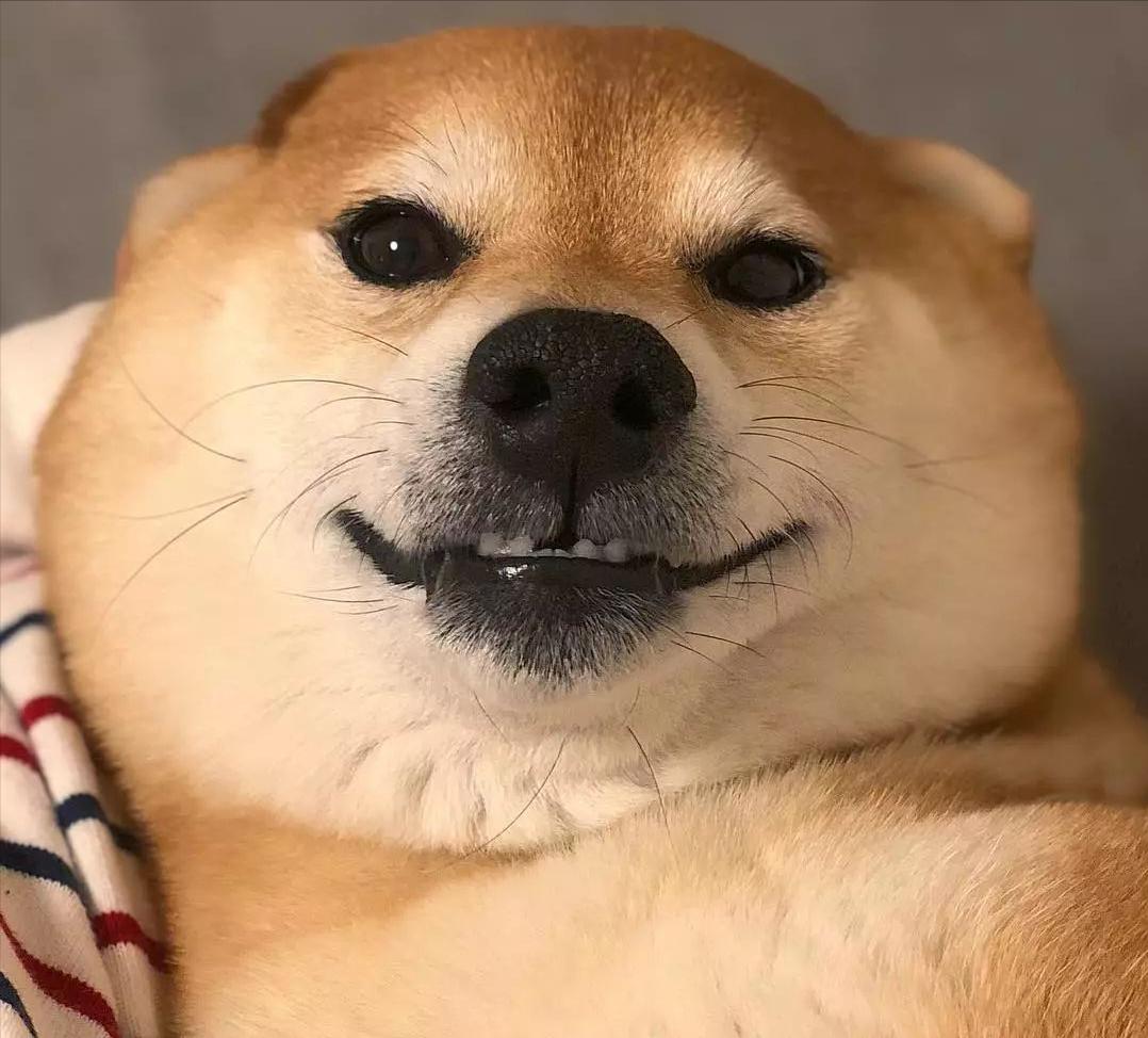 柴犬好养吗柴犬适合上班族养吗,普通人养柴犬需要注意什么