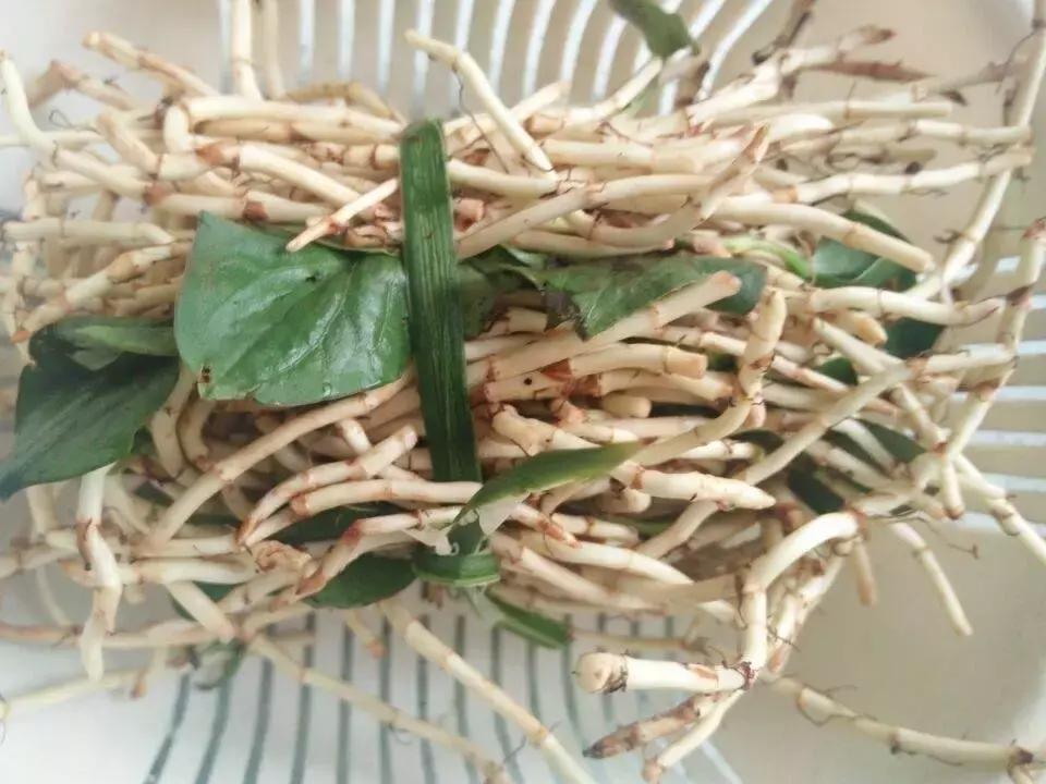 贵阳不光是辣味的，还有一种味道叫折耳根！