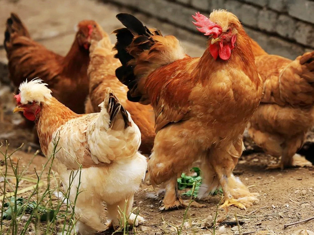 最好吃的土鸡品种排名,哪一品种土鸡最好养最好吃