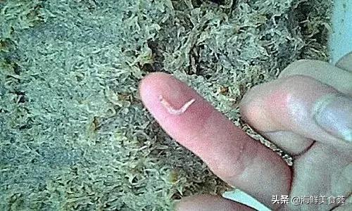 100种不同名字的海鲜,10种常见海鲜大全