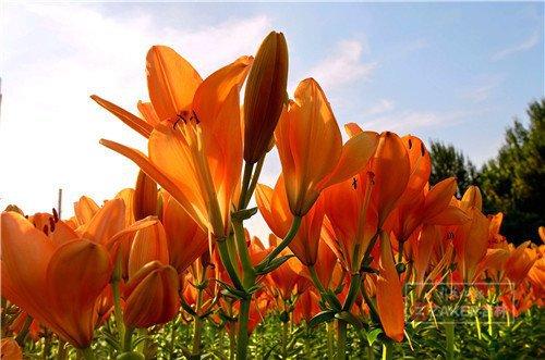 世界最美百合花海,超级惊艳的花海美景15分钟视频