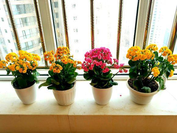 养花也要一种好心态才能养好花,人养花花养人6种花越养越健康