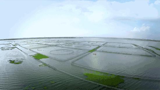 阳澄湖大闸蟹开湖活动,阳澄湖大闸蟹已进入最佳赏味期