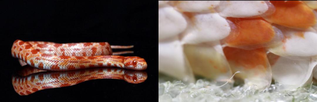 孩子膀胱容量130,儿童最大膀胱容量197正常吗