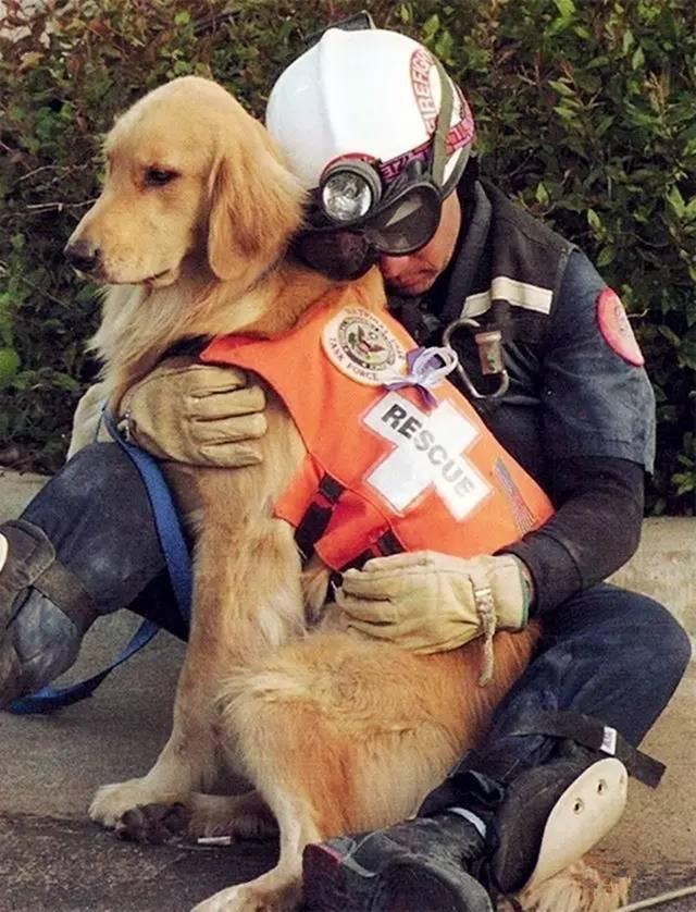 不掉毛体味小不乱叫的小型狗,干净体味轻没攻击性的狗