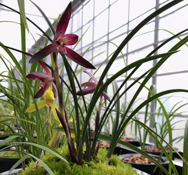 国兰第一名红素兰花,春兰十大红素兰图