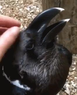 难道你不想去ruarua它吗？美国一只视错觉“兔子”走红网络