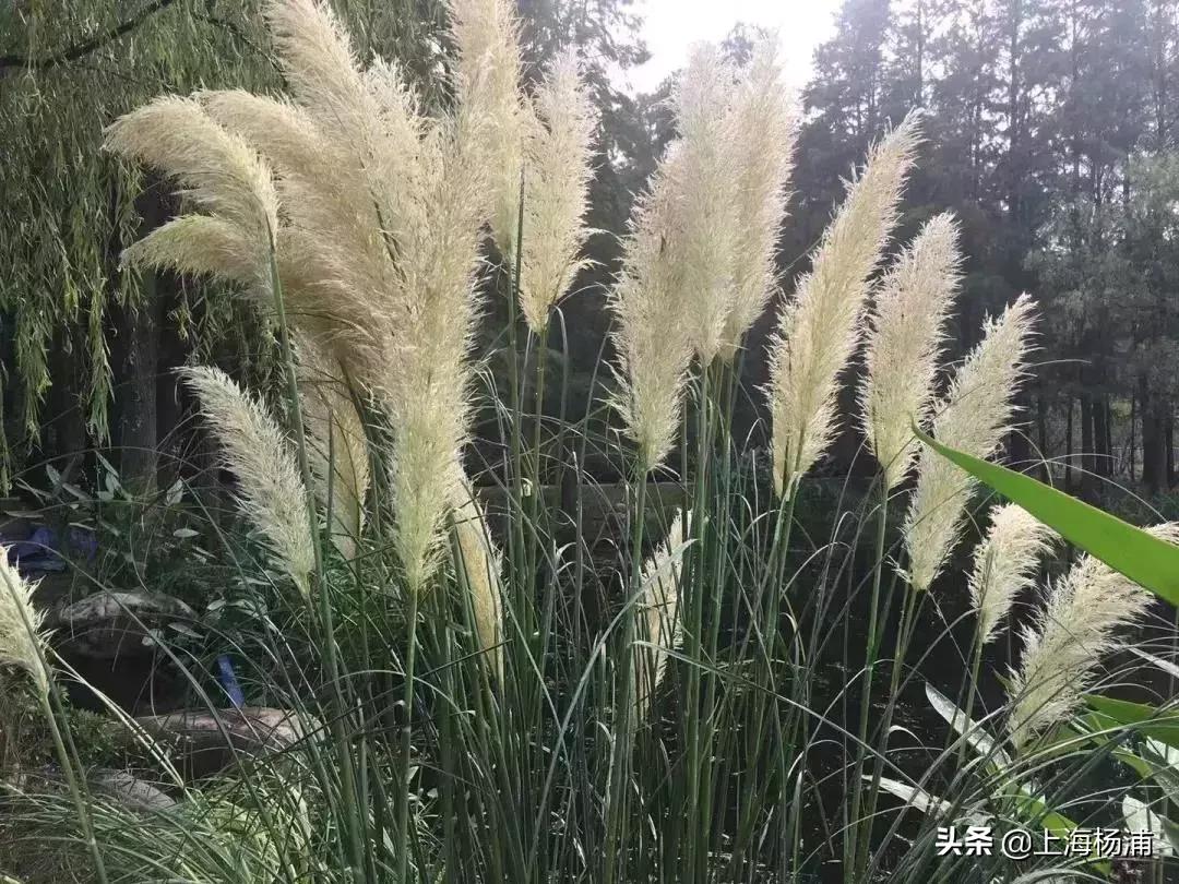 鍞湁椴滆姳闃冲厜鍜岀埍涓嶅彲杈滆礋,鍏遍潚妫灄鍏洯绉嬭壊缇庡緱浠や汉绐掓伅