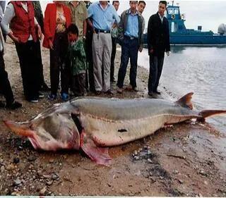 黑龙江鳇鱼营养价值高吗,黑龙江冰冻大鳇鱼