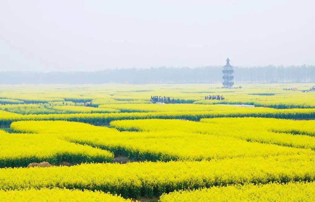赏油菜花攻略,寻找最美油菜花可去这十大景点