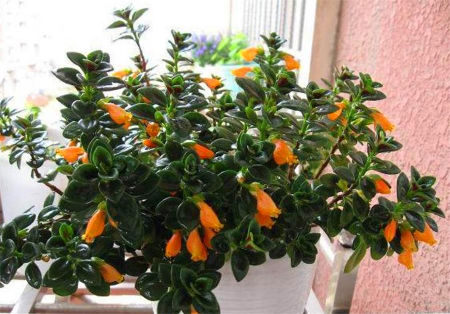 盆栽金鱼吊兰什么时候开花,秋季刚买的金鱼吊兰能开花