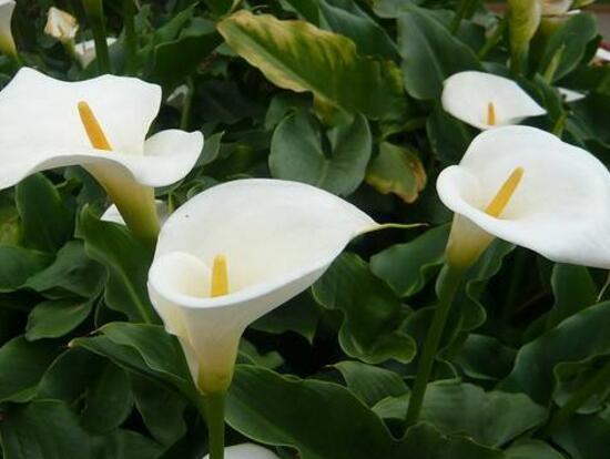 马蹄莲怎么浇水才会活,马蹄莲每天浇水的正确方法