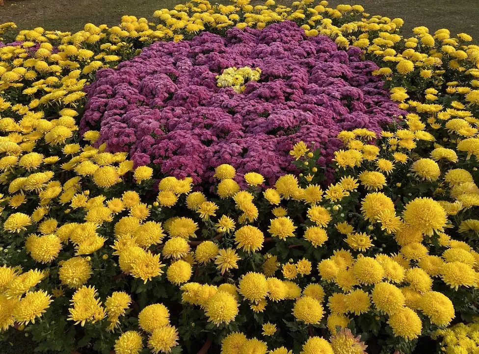 什么花高档大气好养,好养高大上漂亮有寓意的花