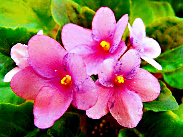 紫罗兰花卉大全,紫罗兰花卉盆栽图片