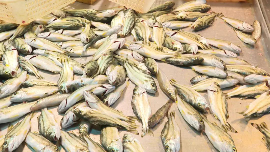 休渔期海鲜价格飙升,休渔期闸坡海鲜价格