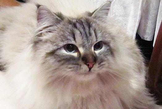 长毛猫的进化史,西伯利亚长毛猫缅因猫