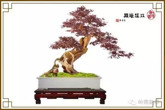 檵木小老桩盆景,檵木盆景图片大全