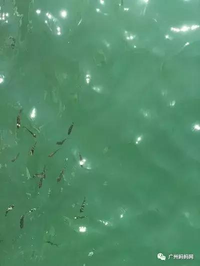 广州周末带娃避暑好去处,广州避暑亲子游好去处