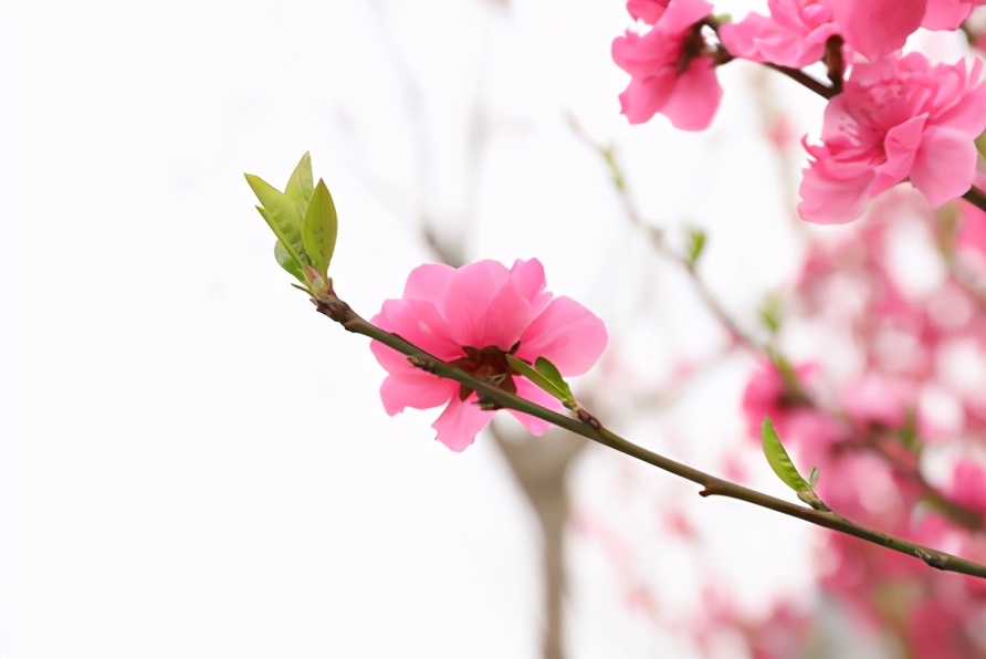 梅李桃樱杏如何区分,梅杏桃李樱梨海棠怎么区分