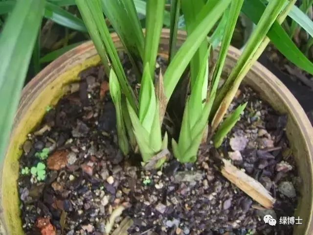 植物不开花黄叶掉叶烂根,植物黄叶烂根急救