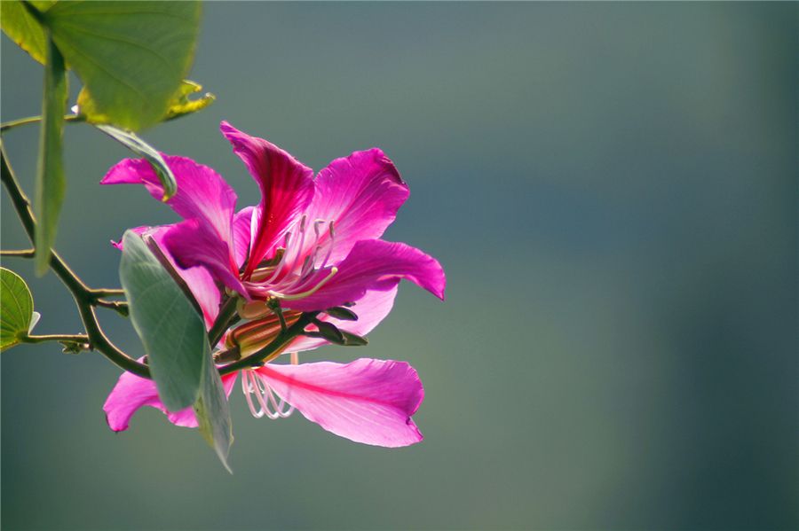 全国各大省市的市花都有哪些,这些城市的市花你都知道吗