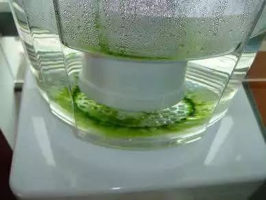 水桶长时间用几年有绿藻怎么办,桶装水青苔是绿藻还是蓝藻