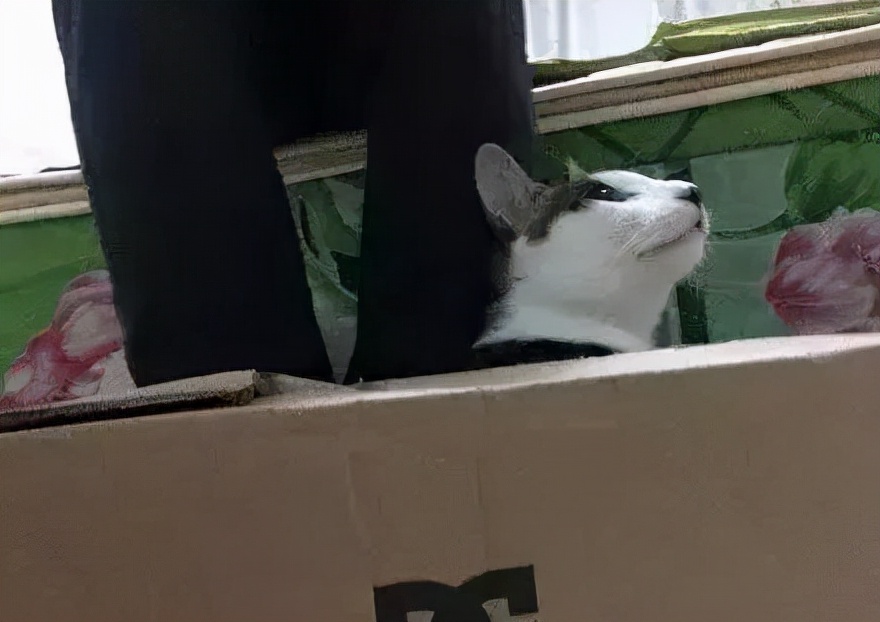 南方养猫跟北方养猫什么区别,北方养猫为什么比南方好