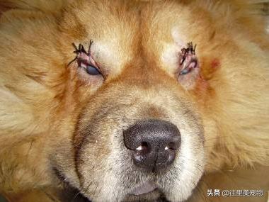 狗狗眼睫毛倒长手术费用,狗狗眼睛倒睫毛能治好吗