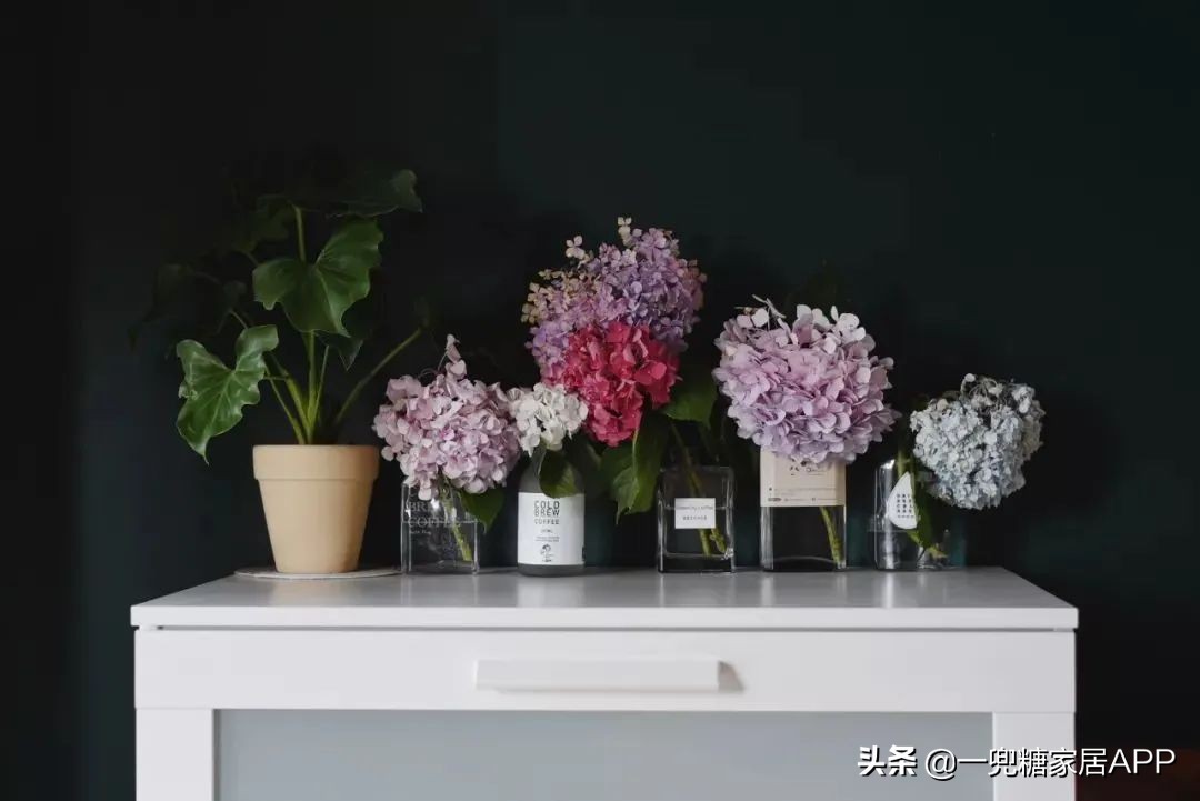 开花植物店铺推荐,适合店铺开花植物