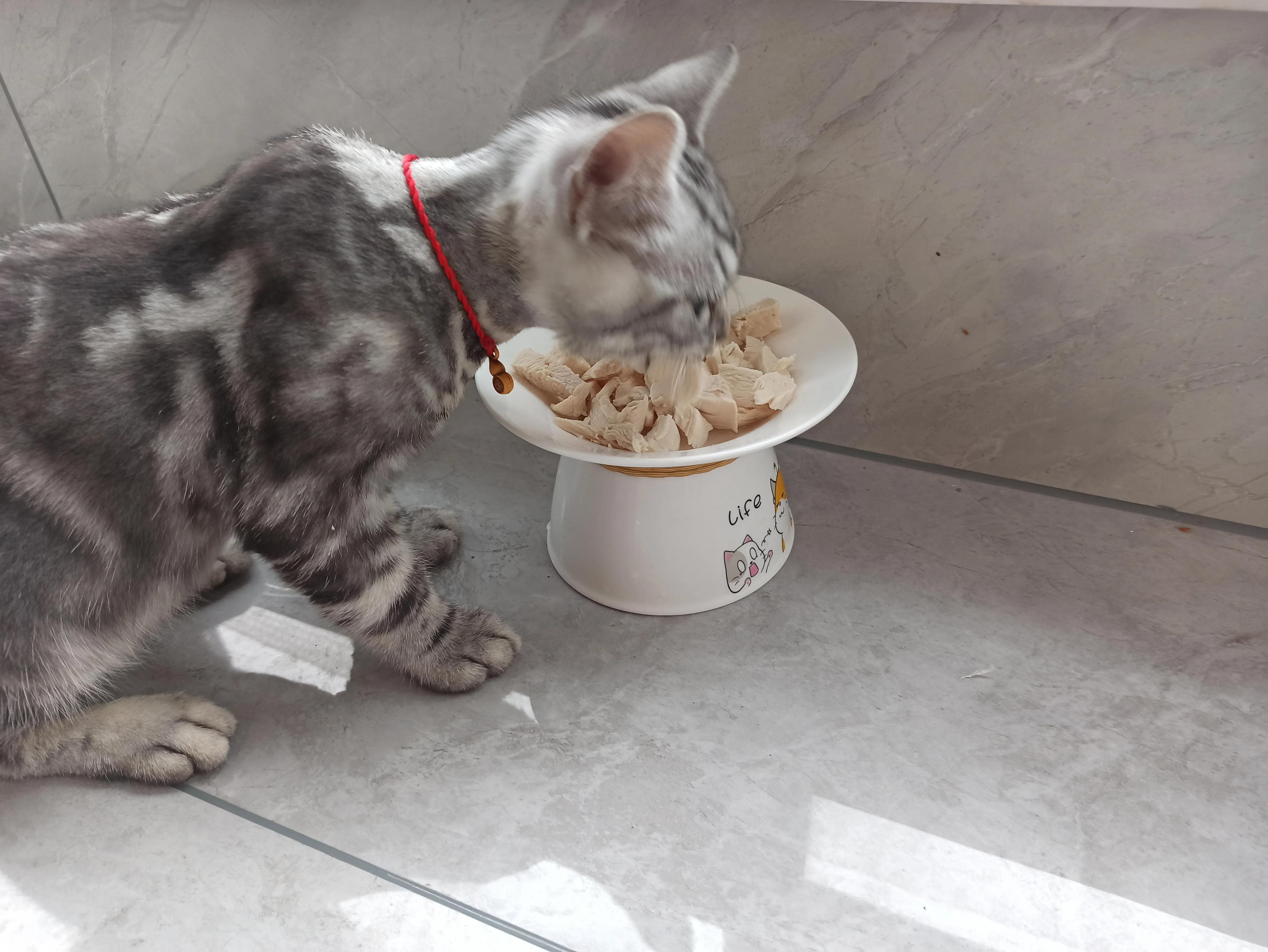 猫癣治疗的四个阶段,猫癣治愈的过程