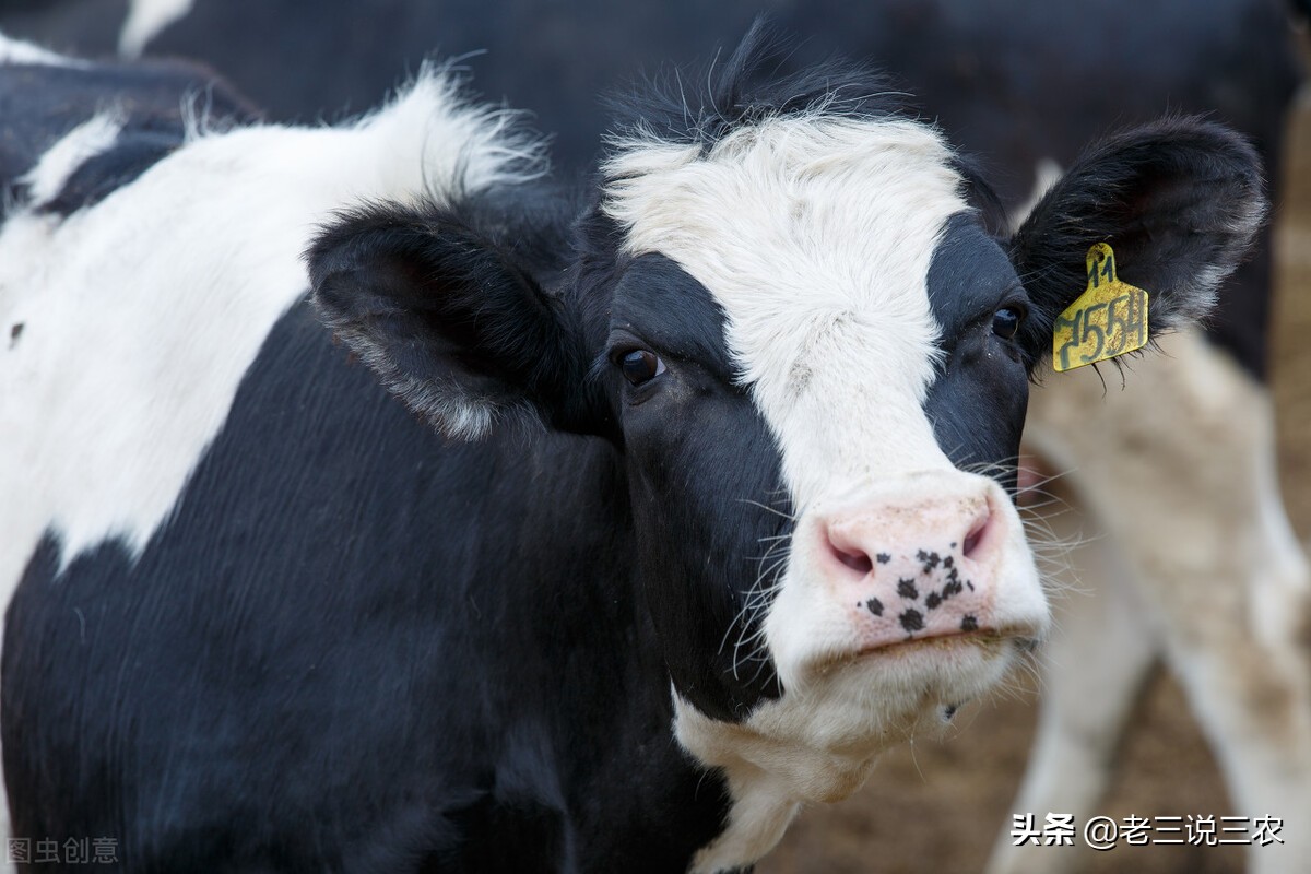 山西大哥养30头牛,山西大哥养牛