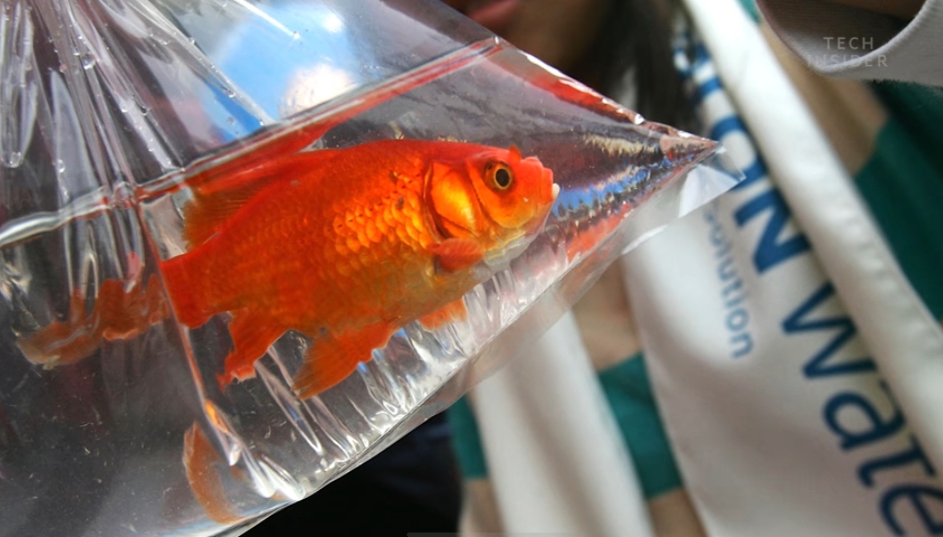 46厘米！18条金鱼引发美国人担忧，会像亚洲鲤鱼一样泛滥吗？