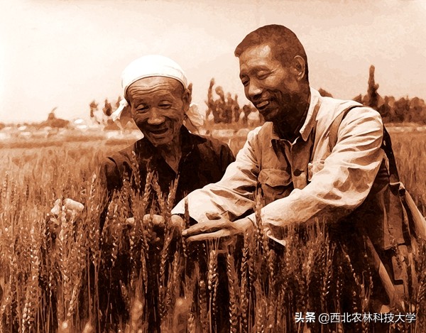 【西农奋斗者】“一麦相承”为苍生