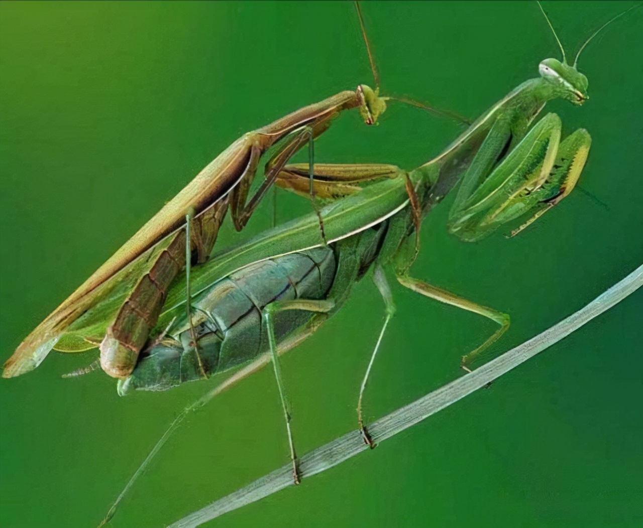 螳螂繁殖为什么要吃掉自己的丈夫,螳螂繁殖要吃掉配偶