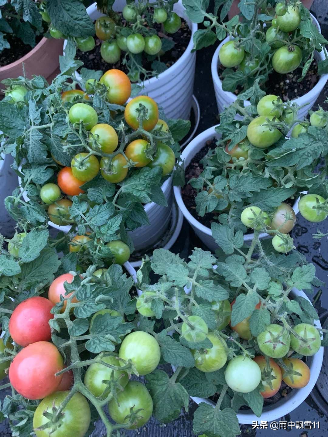 家庭小番茄的种植养护,夏季小番茄种植方法全过程