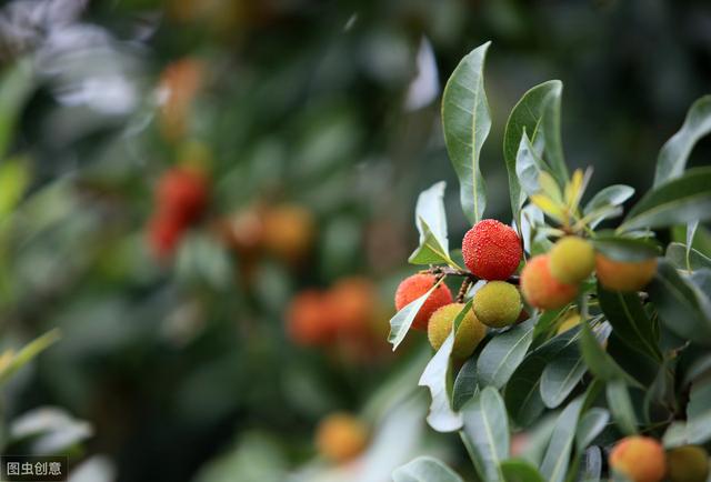 杨梅丰产栽培技术有哪些,杨梅种植方法及管理技术