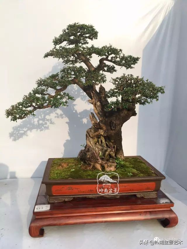 文人杂木盆景精品欣赏,可以做盆景的杂木图片大全