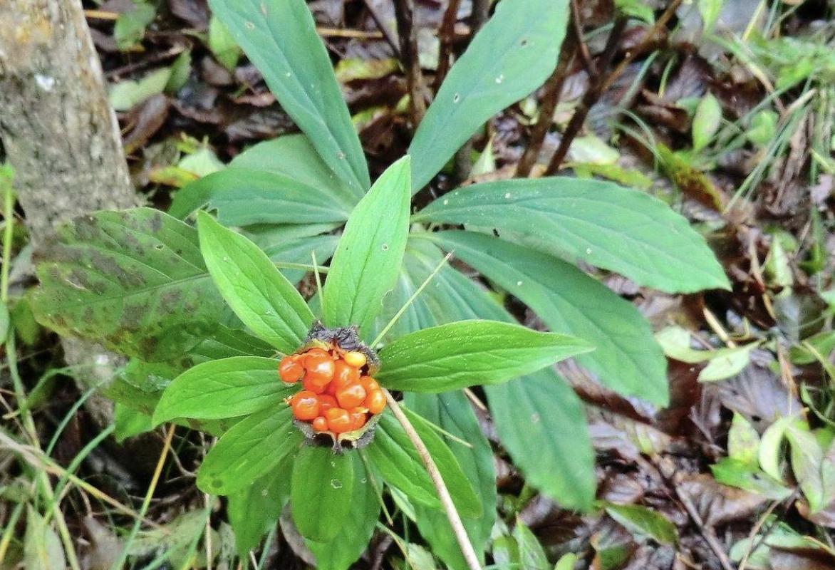 小溪边上最常见的野草,七叶莲是什么野草