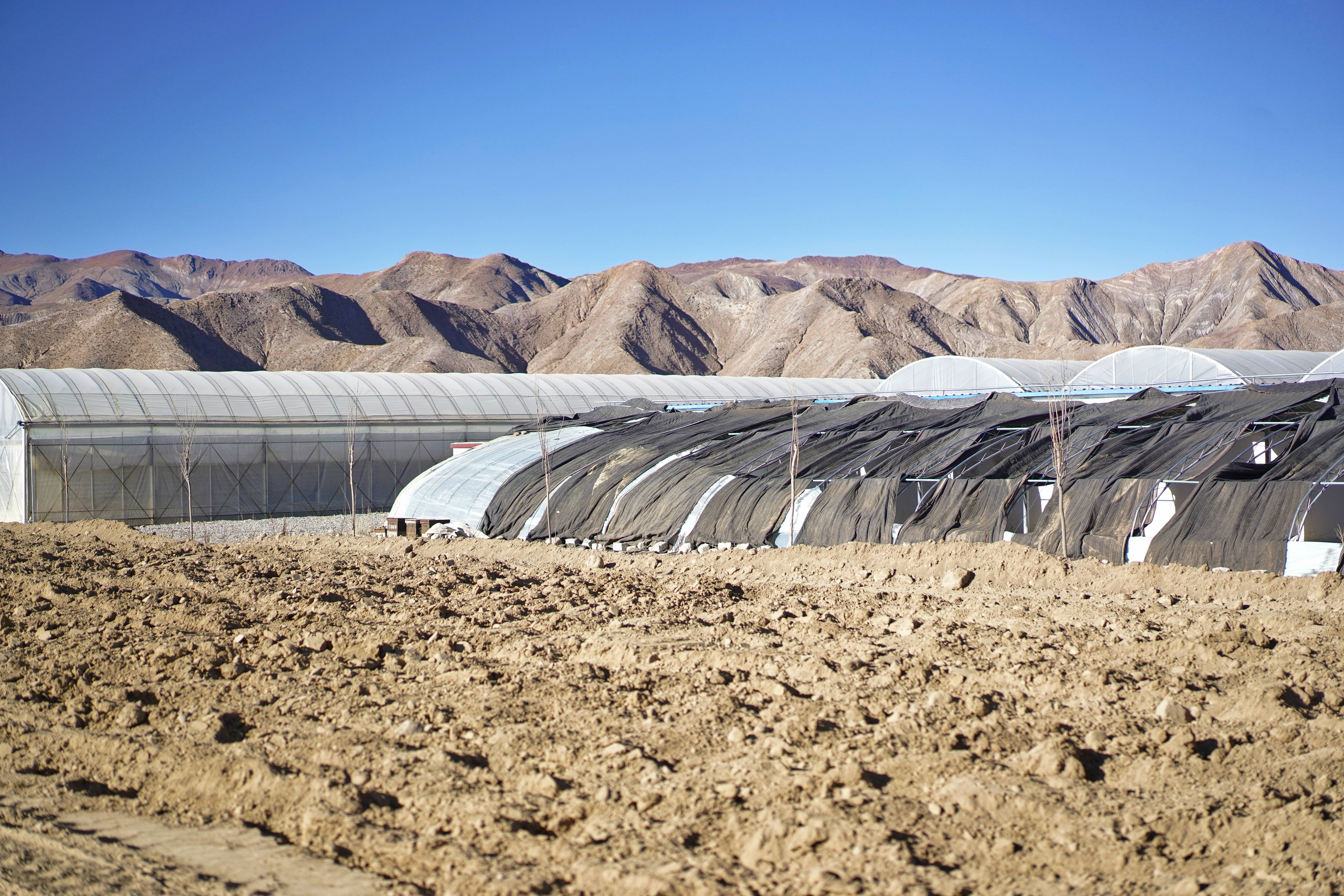 有一种植物产自伊朗和上海，却被误解为*藏西**特产，游客打飞的去买