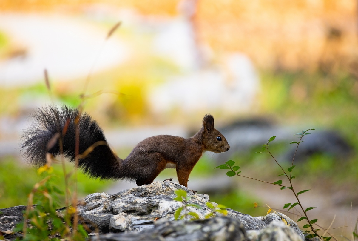 浣宠兘闀跨劍rf100-400,闀跨劍浣宠兘RF闀滃ご