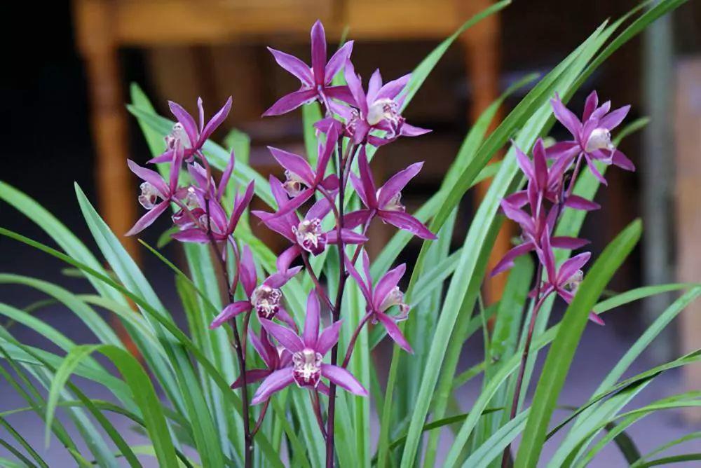 精品玉兰的品种及图片,国兰花朵不艳丽但香气清雅