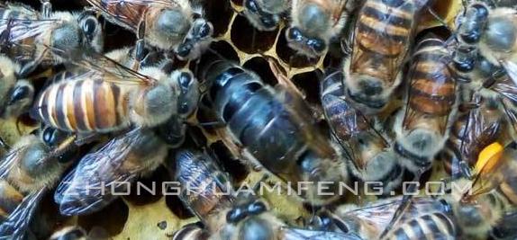 诱王有新招教学,诱王技巧