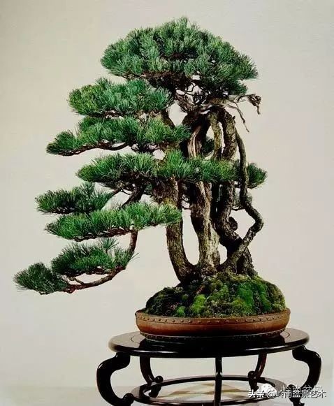 以根代杆下细上粗式盆景图片,十种适合吊着养的盆景