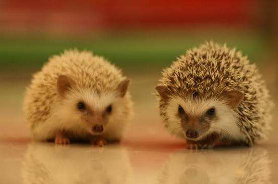 刺猬法则：树立威信，“藏”起一半爱，更易养出优秀娃