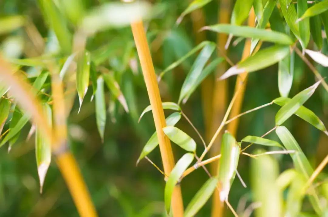 每逢节后胖三斤？是时候来宜兴竹海吸氧遛弯了！