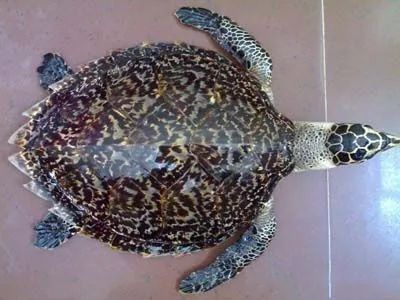 文玩的十大黑幕,文玩最让人无奈的六件事