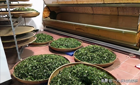 白茶制茶工艺流程及原理的讲解,绿茶制茶工艺流程及原理的讲解