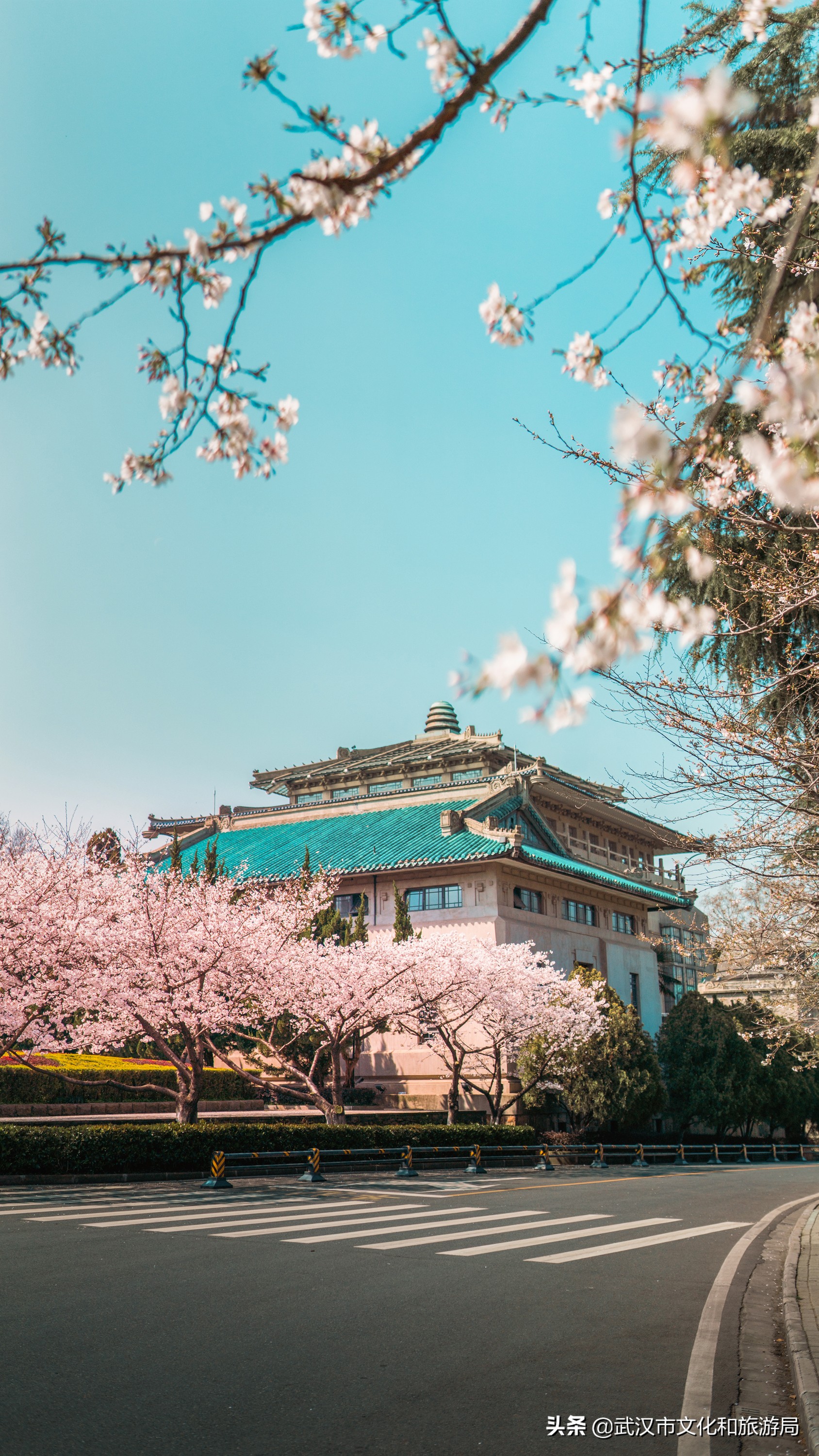 武汉东湖樱花门票,武汉看樱花的景点