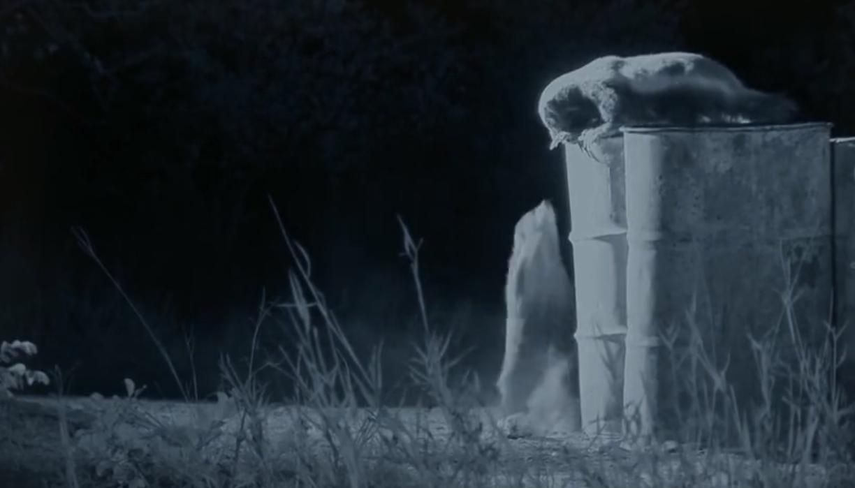 蜜獾为何如此凶猛,蜜獾那么凶猛真实的战斗力咋样