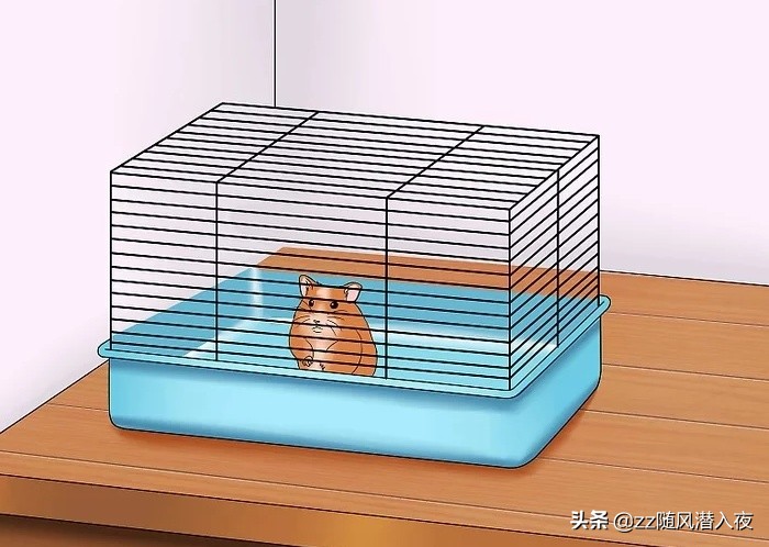 仓鼠饲养八大禁忌,如何饲养一只仓鼠新手版